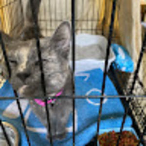 Meet your Posher, Bailey